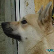 Norsk buhund Tu-San Daffi of Dania