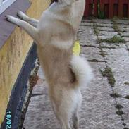 Norsk buhund Tu-San Daffi of Dania