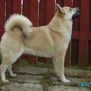 Norsk buhund Tu-San Daffi of Dania