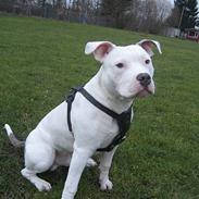 Amerikansk staffordshire terrier Chico