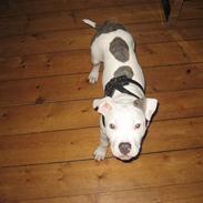 Amerikansk staffordshire terrier Chico