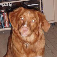 Nova scotia duck tolling retriever Cindy