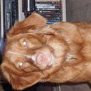 Nova scotia duck tolling retriever Cindy