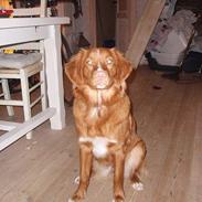 Nova scotia duck tolling retriever Cindy