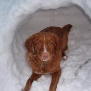 Nova scotia duck tolling retriever Cindy