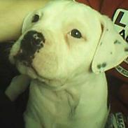 Amerikansk bulldog Kiki