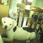 Amerikansk bulldog Kiki