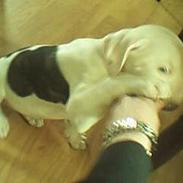 Amerikansk bulldog Kiki