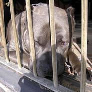 Amerikansk staffordshire terrier Basse(=
