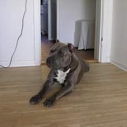 Amerikansk staffordshire terrier Basse(= 