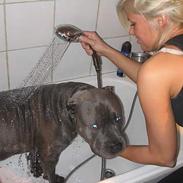 Amerikansk staffordshire terrier Basse(=