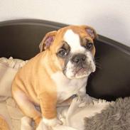 Engelsk bulldog Buddy