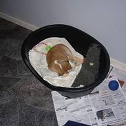 Engelsk bulldog Buddy