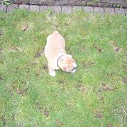 Engelsk bulldog Buddy