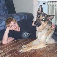 Schæferhund Zako