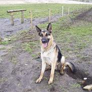 Schæferhund Zako