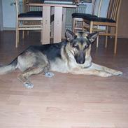 Schæferhund Zako