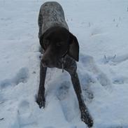 Korthåret hønsehund Zenta