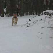 Amerikansk staffordshire terrier Eddy
