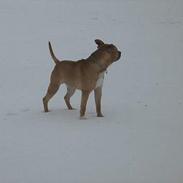 Amerikansk staffordshire terrier Eddy