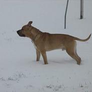 Amerikansk staffordshire terrier Eddy