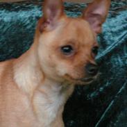 Chihuahua santino