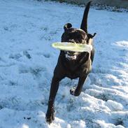 Labrador retriever Buster