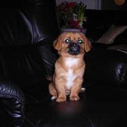 Blanding af racer Bonnie