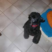 Mellempuddel Stritte