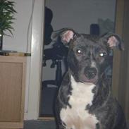 Amerikansk staffordshire terrier Diva