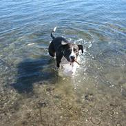 Amerikansk staffordshire terrier Dorit