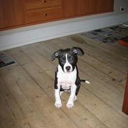 Amerikansk staffordshire terrier Dorit