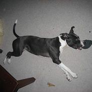 Amerikansk staffordshire terrier Dorit