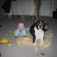 Amerikansk staffordshire terrier Dorit