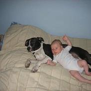 Amerikansk staffordshire terrier Dorit