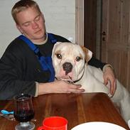 Amerikansk bulldog Østergård's Whitey "Ozzy"