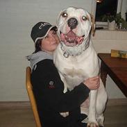 Amerikansk bulldog Østergård's Whitey "Ozzy"