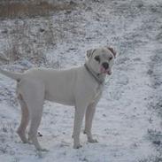 Amerikansk bulldog Østergård's Whitey "Ozzy"