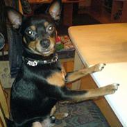 Blanding af racer Mailo