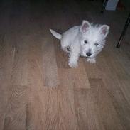 West highland white terrier Luna