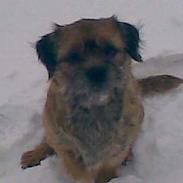 Border terrier Acita
