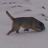 Border terrier Acita