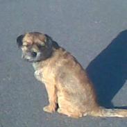 Border terrier Acita
