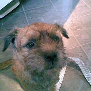 Border terrier Acita