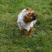 Blanding af racer Bonnie