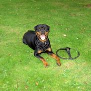 Rottweiler Chaco