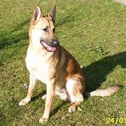 Blanding af racer Sheriff *R.I.P