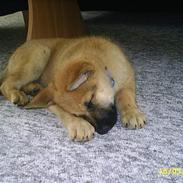 Blanding af racer Sheriff *R.I.P