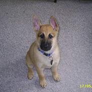 Blanding af racer Sheriff *R.I.P