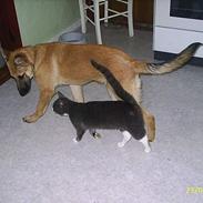 Blanding af racer Sheriff *R.I.P